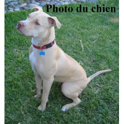 Pendentif American pit bull terrier