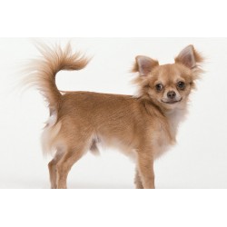 Pendentif Chihuahua debout