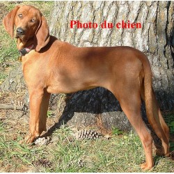 Pendentif Redbone Coonhound