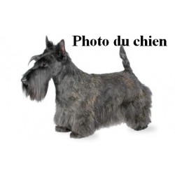 Pendentif Chien Scottish terrier