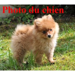 Pendentif Chien Spitz Nain Loulou De Pomeranie Pendentif Chien Spitz Nain Loulou De Pomeranie