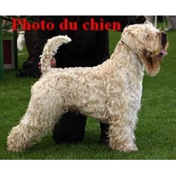 Pendentif 3D Chien Terrier Irlandais
