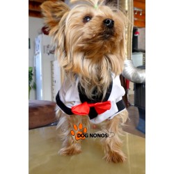 Costume petit chien blanc