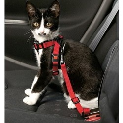 Harnais de sécurité voiture chat